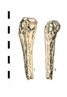 two stitching awls, bone