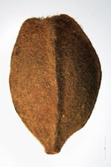 Tilia grandifolia