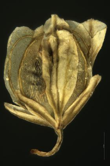 Polygala brachyptera (Chod.) Hay.