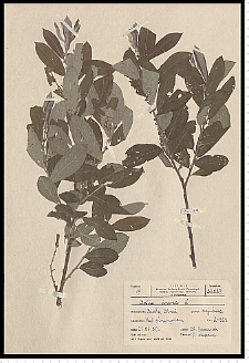 Salix cinerea L.