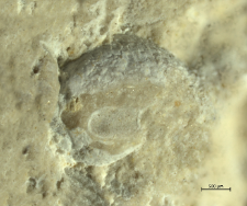 Goniodromitidae