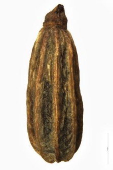 Foeniculum capillaceum Gilib.