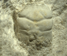 Tanidromites alexandrae