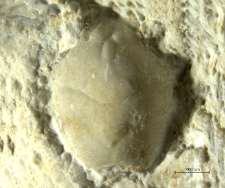 Goniodromites kubai