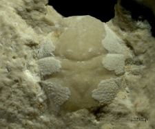 Goniodromites kubai