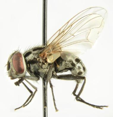 Graphomya maculata (Scopoli, 1763)