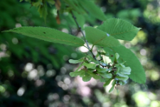 Acer carpinifolium Siebold & Zucc.