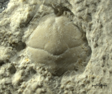 Goniodromites serratus