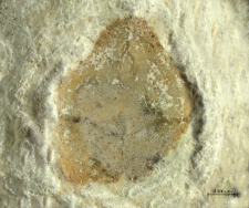 Tanidromites sculpta