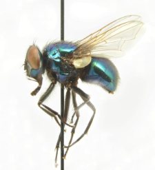 Neomyia viridescens (Robineau-Desvoidy, 1830)