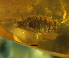 Isopoda