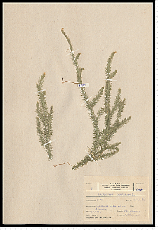 Lycopodium clavatum L.