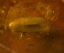 Curculionidae