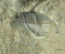 Goniodromites kubai