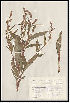 Polygonum lapathifolium L. subsp. pallidum (With.) Fr.