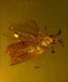 Strepsiptera