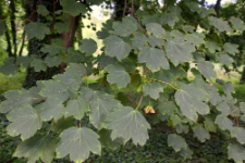 Acer pseudoplatanus L.