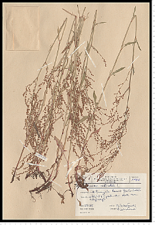 Rumex acetosella L.