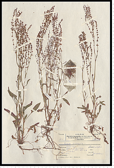 Rumex acetosella L.