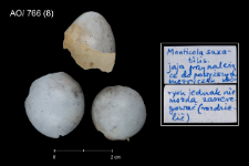 Monticola saxatilis