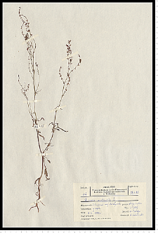 Rumex acetosella L.