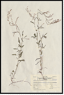 Rumex acetosella L.