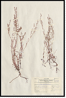 Rumex acetosella L.