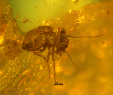 Psocoptera