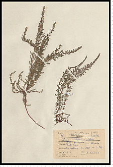 Calluna vulgaris (L.) Hull