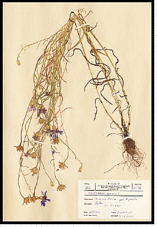 Centaurea cyanus L.