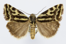 Acontia trabealis