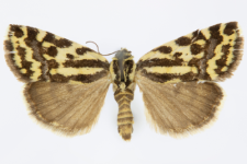 Acontia trabealis