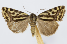 Acontia trabealis