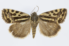 Acontia trabealis