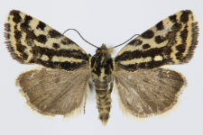 Acontia trabealis