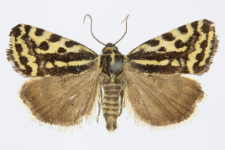 Acontia trabealis