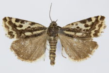 Acontia trabealis