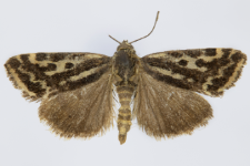 Acontia trabealis