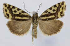 Acontia trabealis