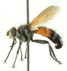 Cylindromyia auriceps (Meigen, 1838)