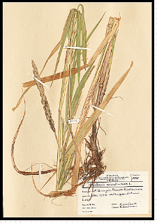 Phalaris arundinacea L.