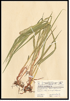 Phalaris arundinacea L.