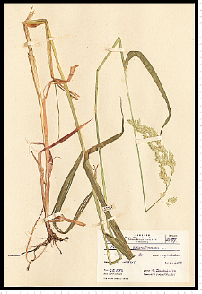 Phalaris arundinacea L.