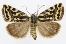 Acontia trabealis