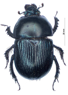 Geotrupes stercorarius (Linnaeus, 1758)