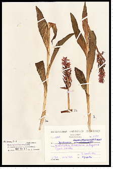 Dactylorhiza majalis (Rchb.) P. F. Hunt & Summerh.