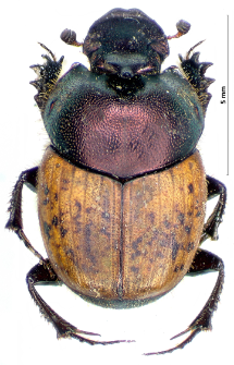 Onthophagus coenobita (J.F.W. Herbst, 1783)