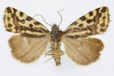 Acontia trabealis