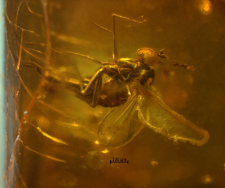 Dolichopodidae