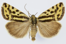 Acontia trabealis